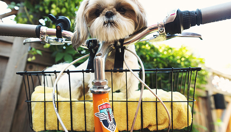 Image shows a dog in a bicycle basket, facing the viewer