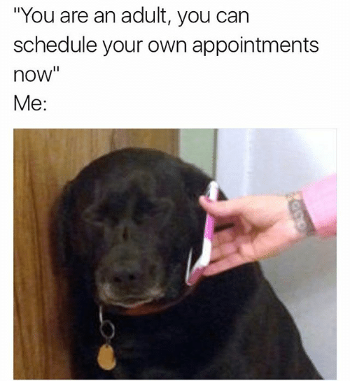 dog appointment meme