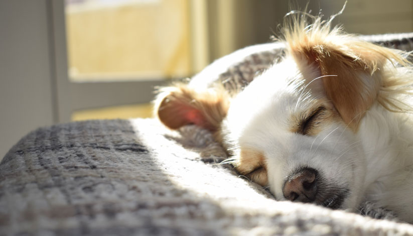 Sleeping dog