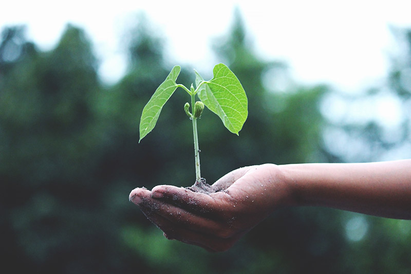 Student comparing a growth mindset to a growing plant at ASU