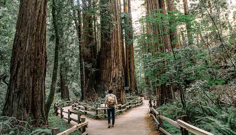 Image shows a man in a forest. He is at a fork in a path.